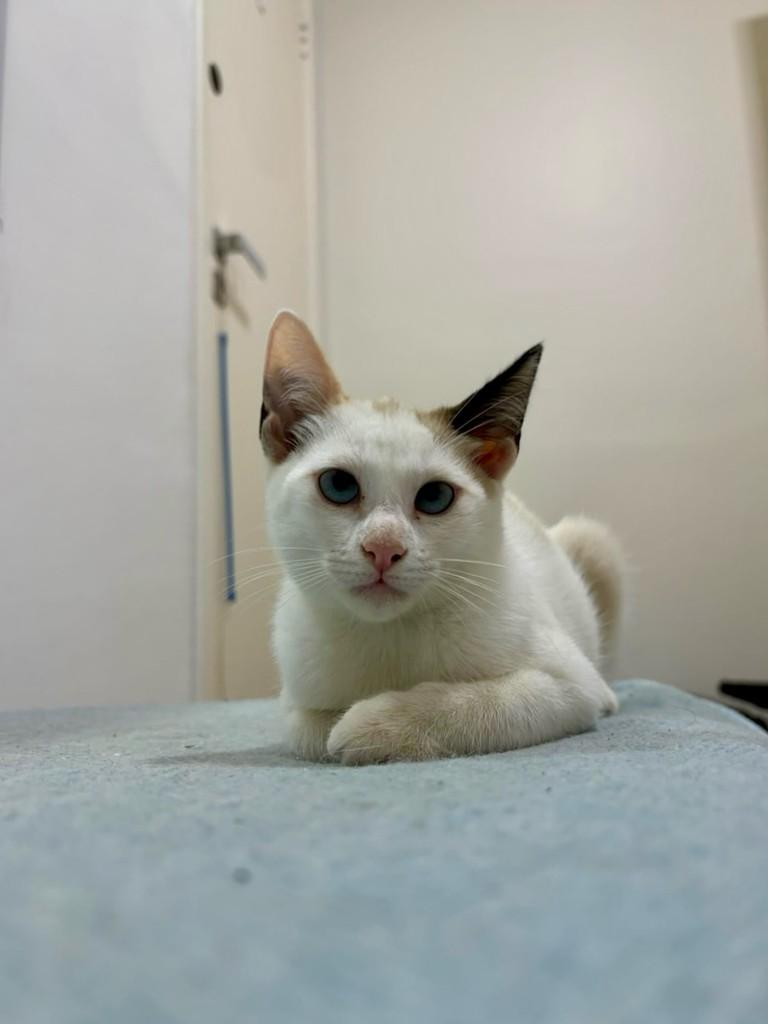 Orelhinha, gata de porte pequeno para adoção em São Paulo - SP — foto 5 de 6