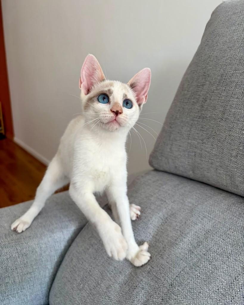 Supera, gata de porte pequeno para adoção em São Paulo - SP