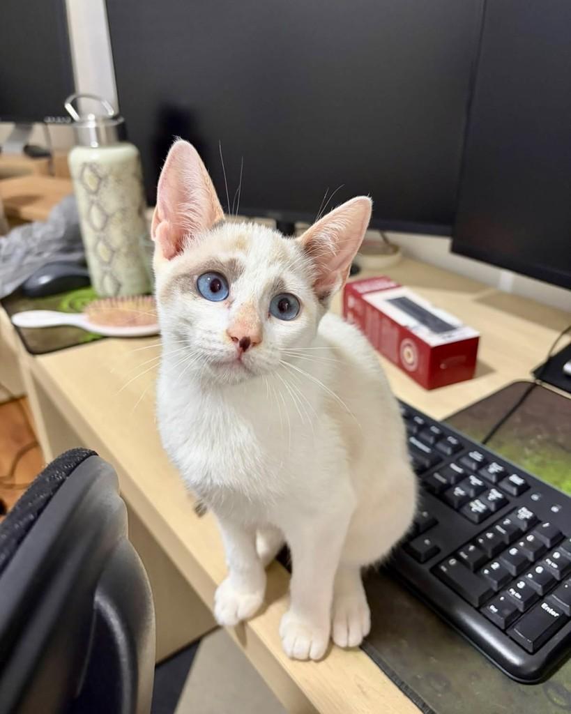 Supera, gata de porte pequeno para adoção em São Paulo - SP — foto 2 de 11