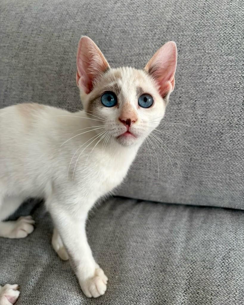 Supera, gata de porte pequeno para adoção em São Paulo - SP — foto 3 de 11