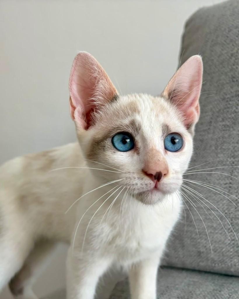 Supera, gata de porte pequeno para adoção em São Paulo - SP — foto 4 de 11