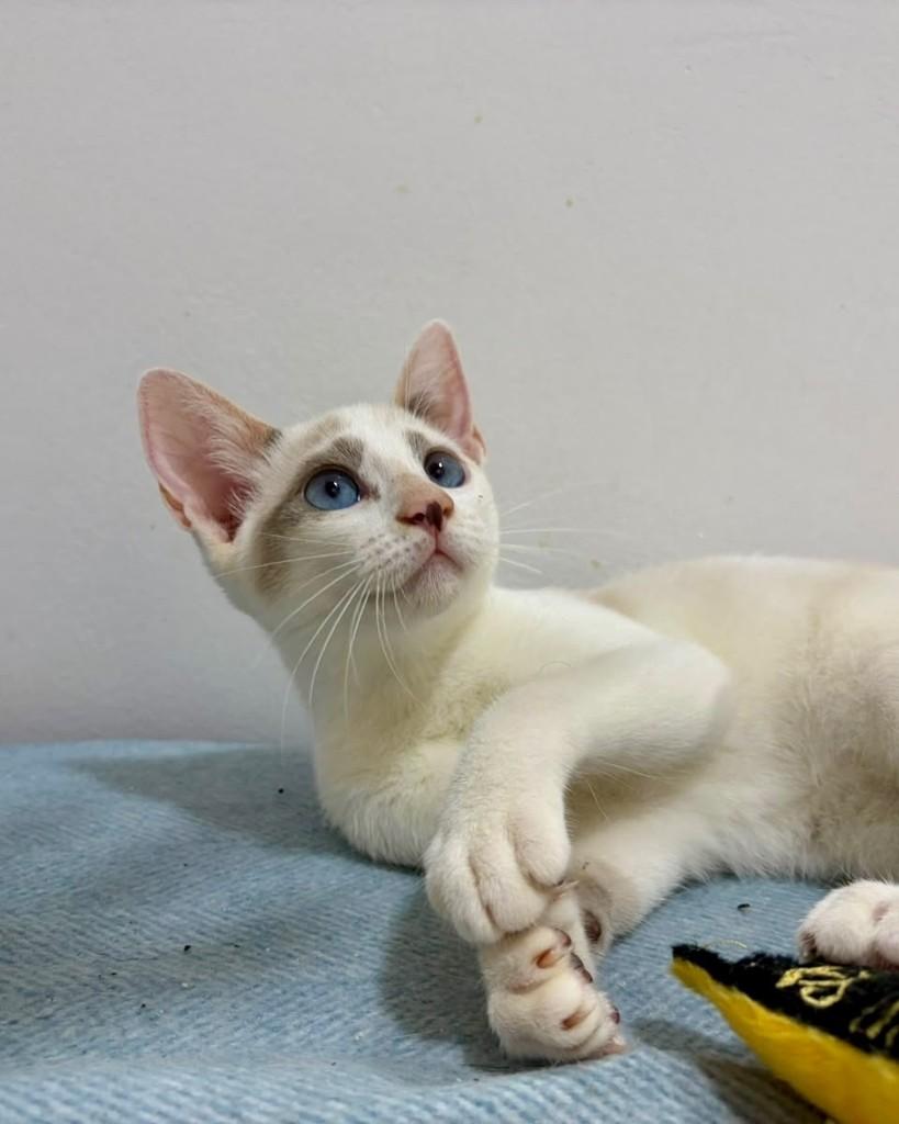 Supera, gata de porte pequeno para adoção em São Paulo - SP — foto 5 de 11