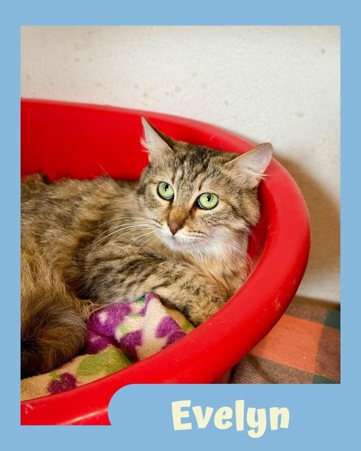 Evelyn, gata de porte médio para adoção em São Paulo - SP