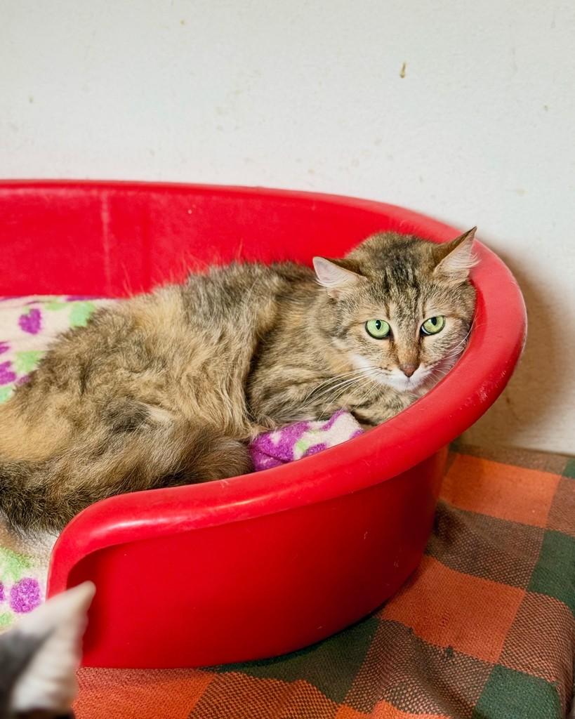 Evelyn, gata de porte médio para adoção em São Paulo - SP — foto 2 de 16