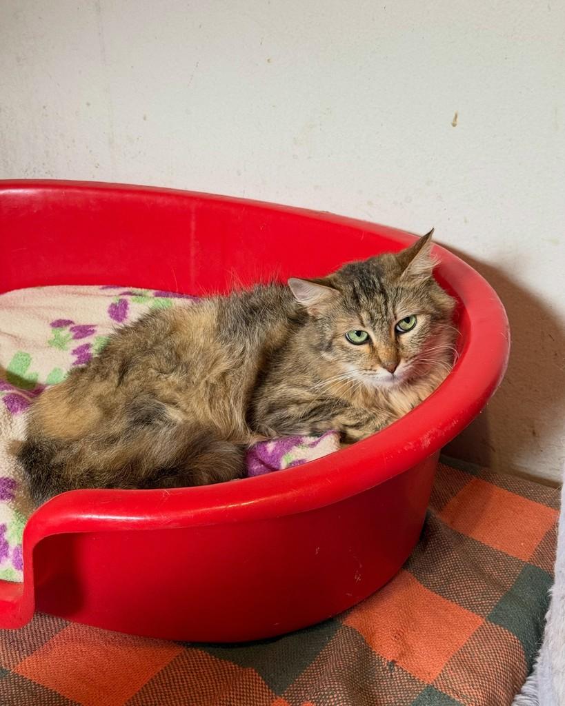 Evelyn, gata de porte médio para adoção em São Paulo - SP — foto 3 de 16
