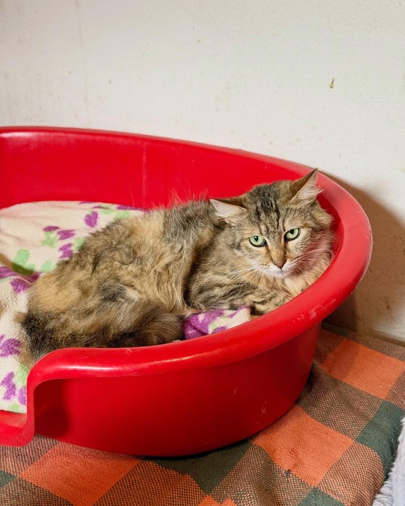 Evelyn, gata de porte médio para adoção em São Paulo - SP — foto 4 de 16