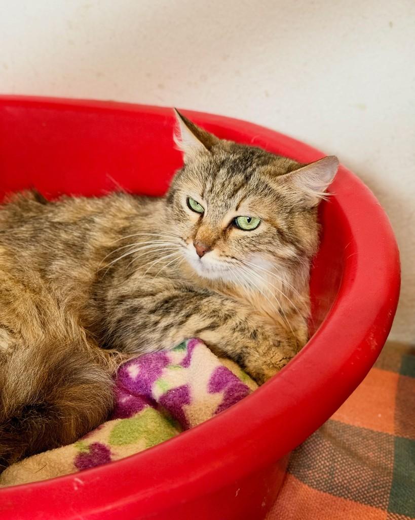 Evelyn, gata de porte médio para adoção em São Paulo - SP — foto 5 de 16