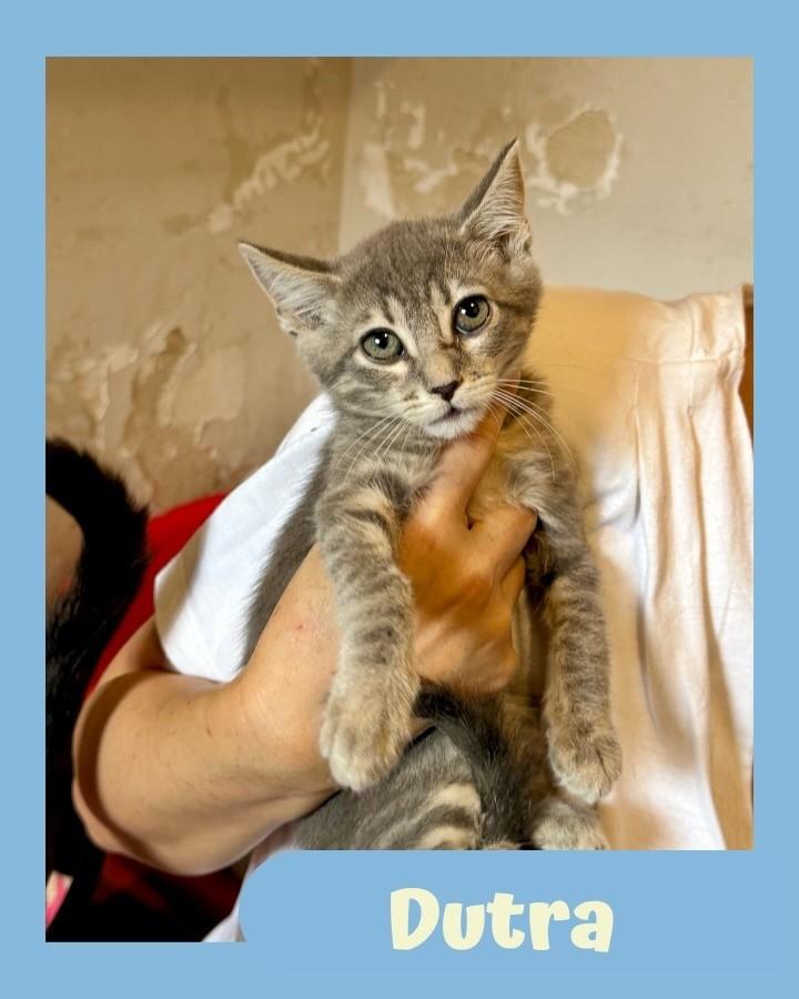 Dutra, gata de porte pequeno para adoção em São Paulo - SP