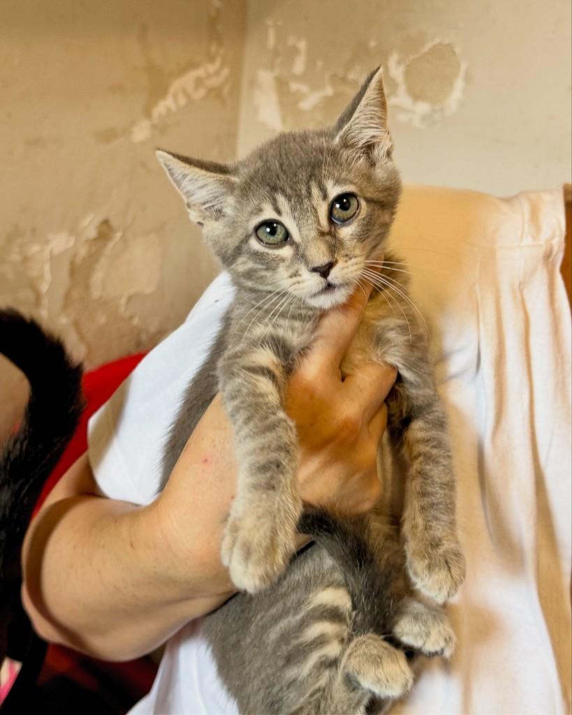 Dutra, gata de porte pequeno para adoção em São Paulo - SP — foto 3 de 12