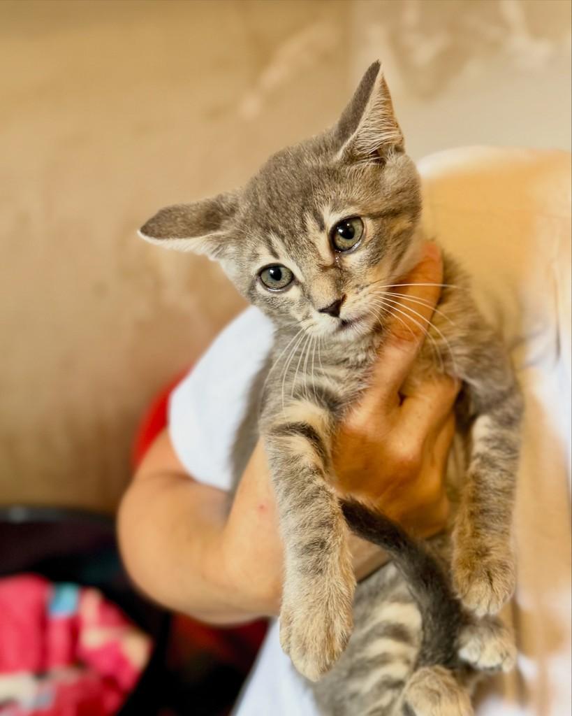 Dutra, gata de porte pequeno para adoção em São Paulo - SP — foto 4 de 12