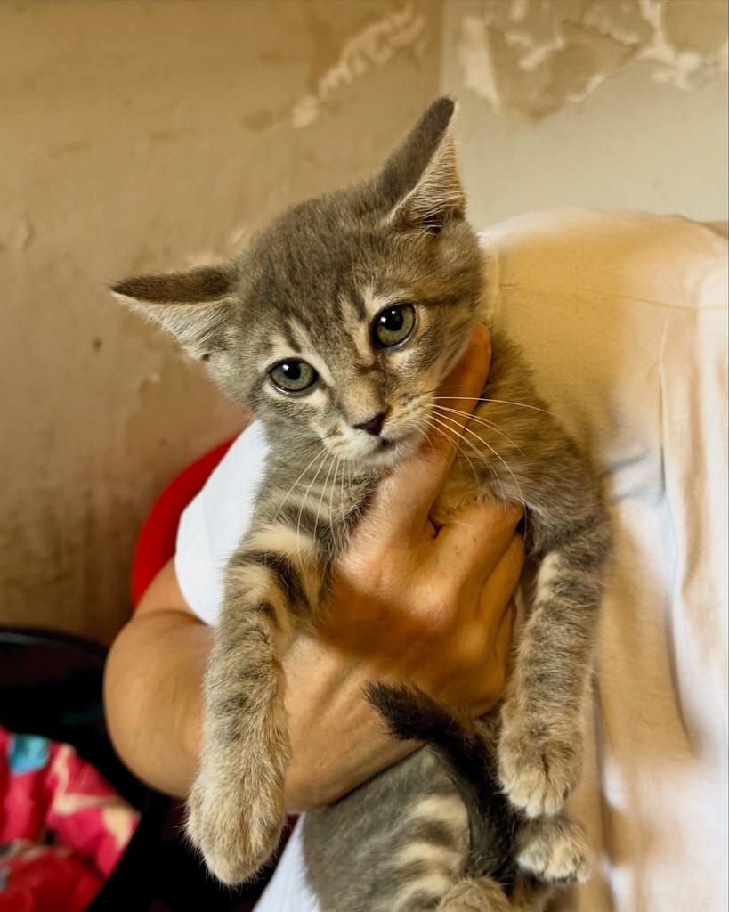 Dutra, gata de porte pequeno para adoção em São Paulo - SP — foto 5 de 12