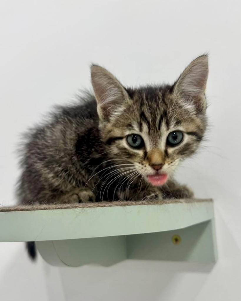 Garcia, gata de porte pequeno para adoção em São Paulo - SP — foto 2 de 5