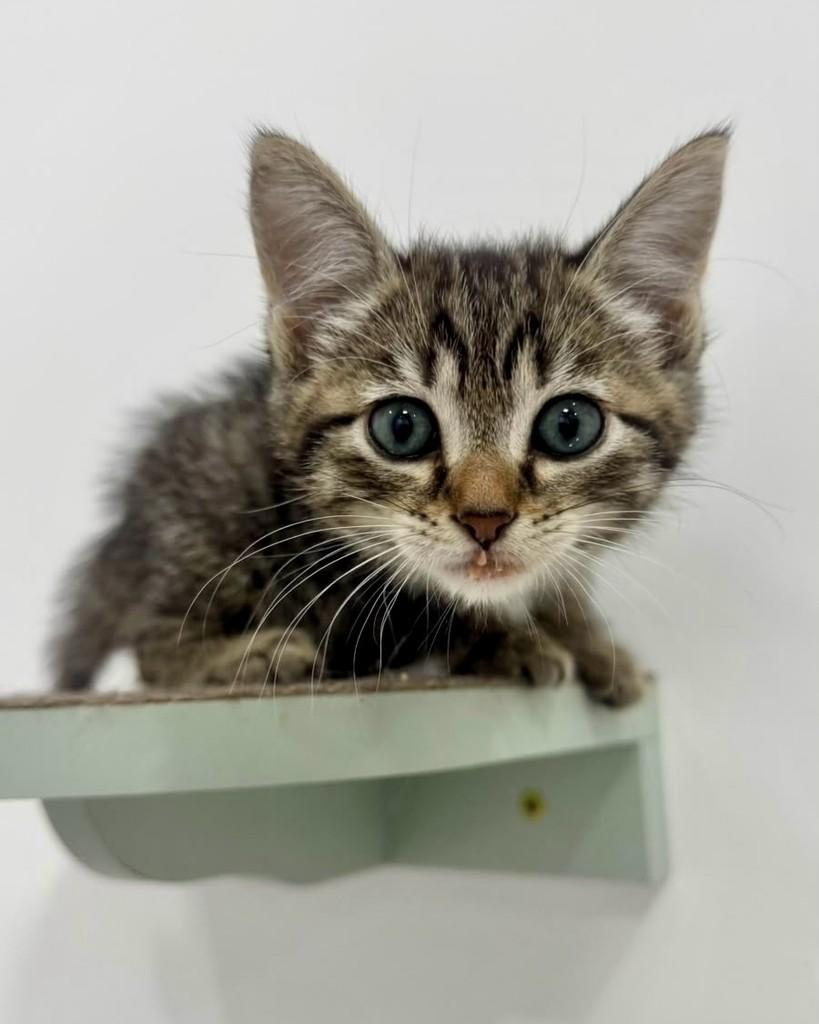 Garcia, gata de porte pequeno para adoção em São Paulo - SP — foto 4 de 5