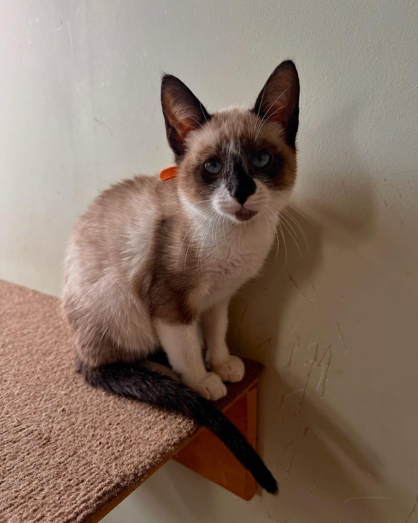 Aires, gata de porte pequeno para adoção em São Paulo - SP