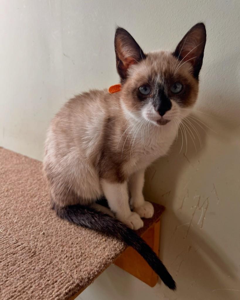 Aires, gata de porte pequeno para adoção em São Paulo - SP — foto 2 de 14