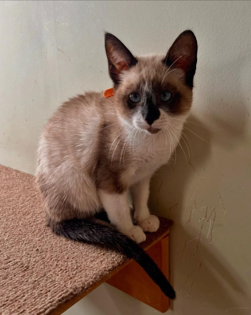 Aires, gata de porte pequeno para adoção em São Paulo - SP — foto 3 de 14