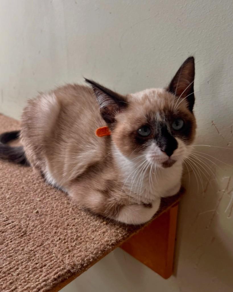 Aires, gata de porte pequeno para adoção em São Paulo - SP — foto 4 de 14