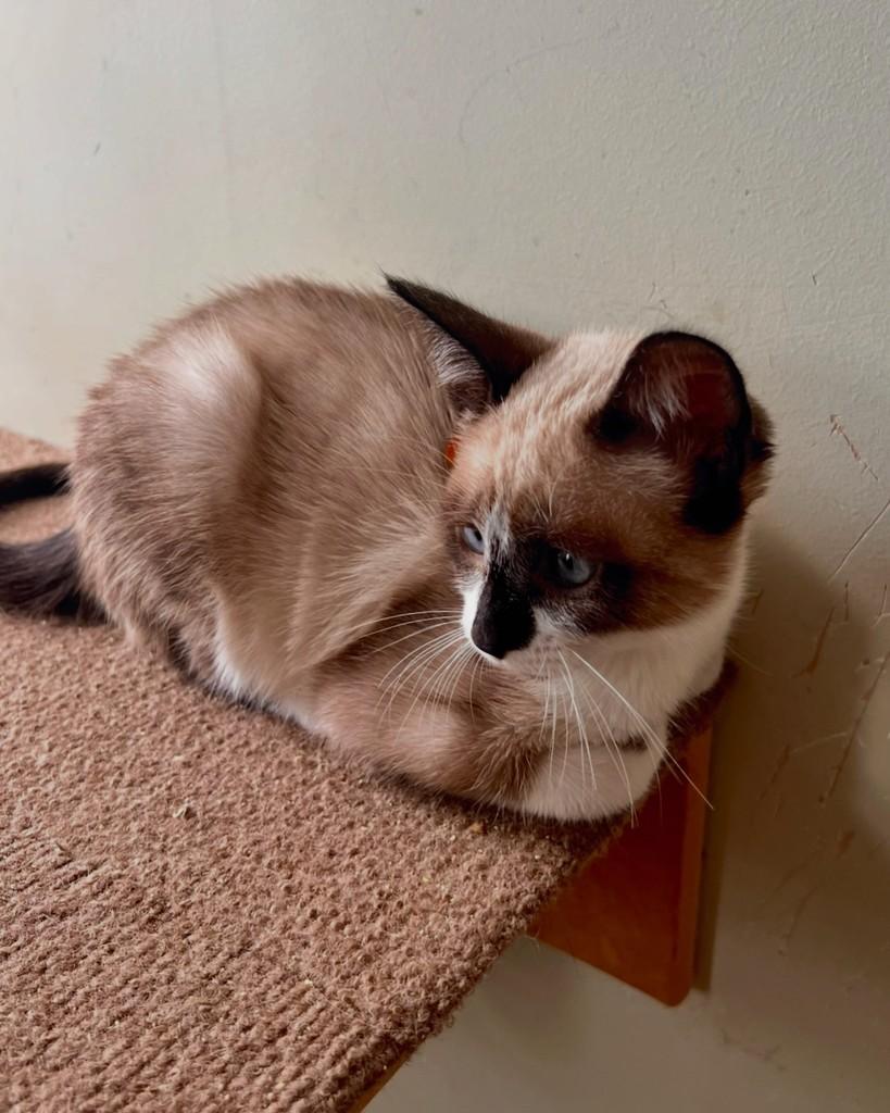 Aires, gata de porte pequeno para adoção em São Paulo - SP — foto 5 de 14