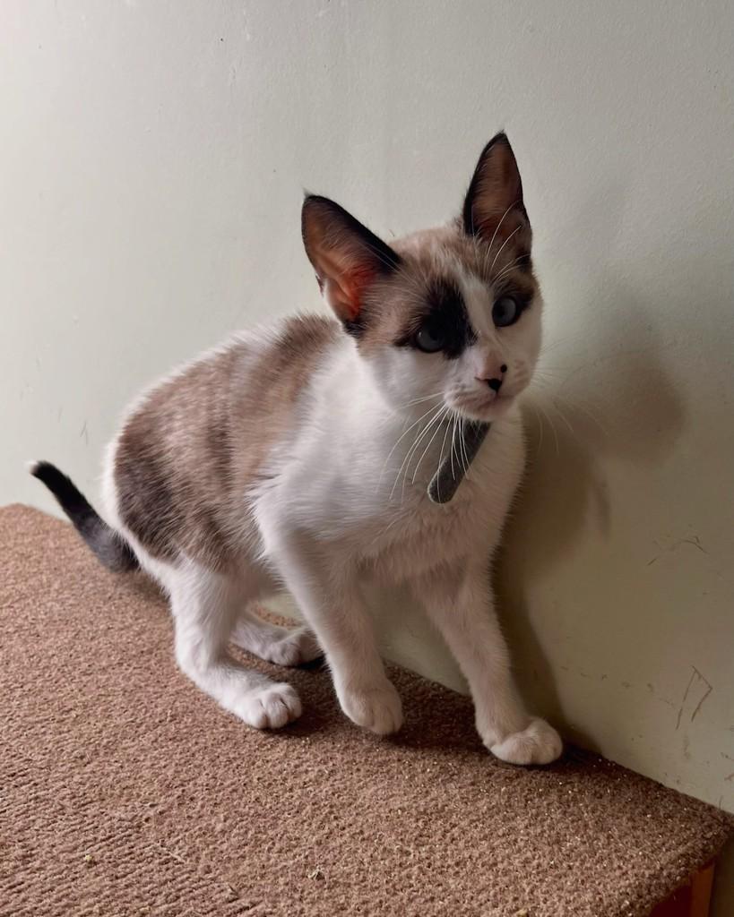 Bueno, gata de porte pequeno para adoção em São Paulo - SP