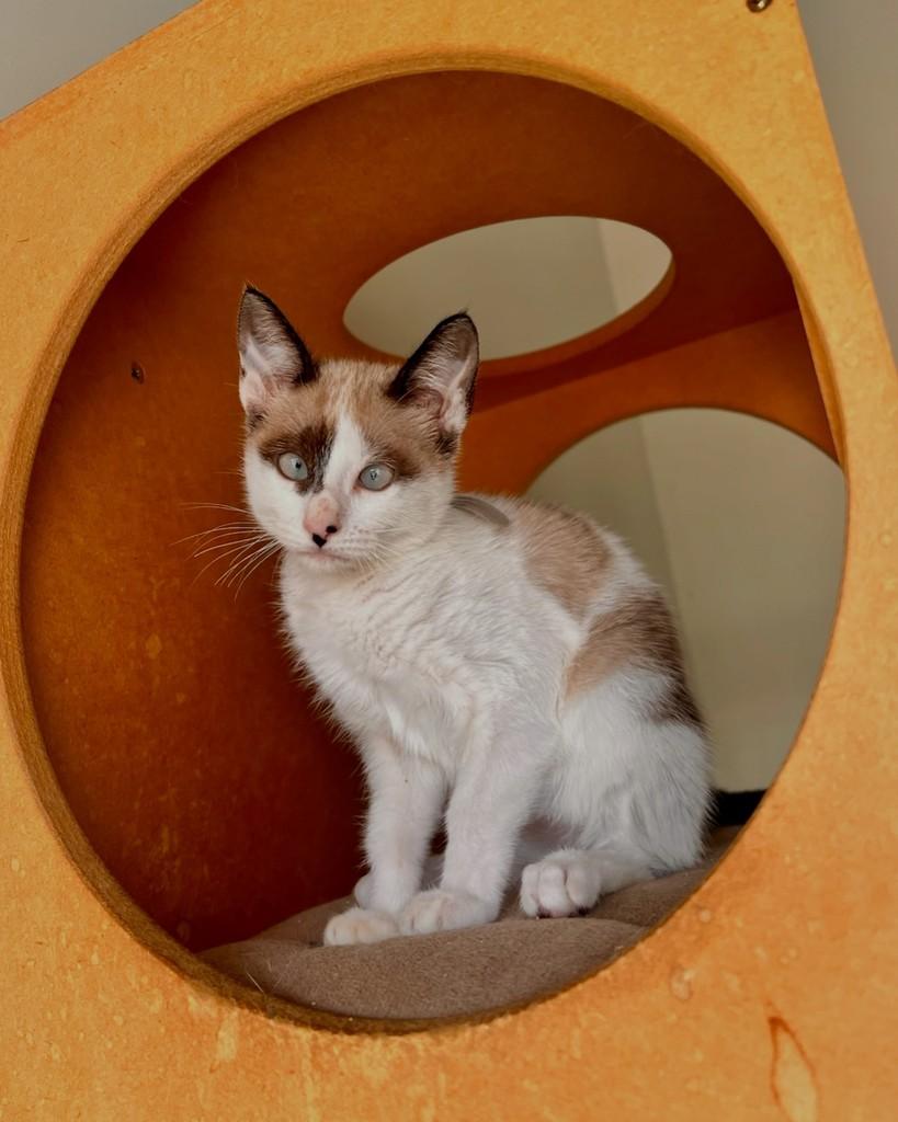 Bueno, gata de porte pequeno para adoção em São Paulo - SP — foto 2 de 13