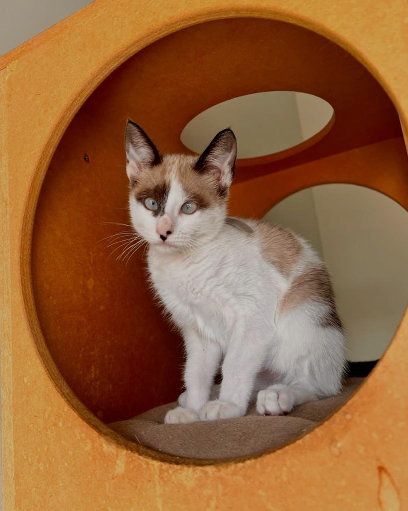 Bueno, gata de porte pequeno para adoção em São Paulo - SP — foto 3 de 13