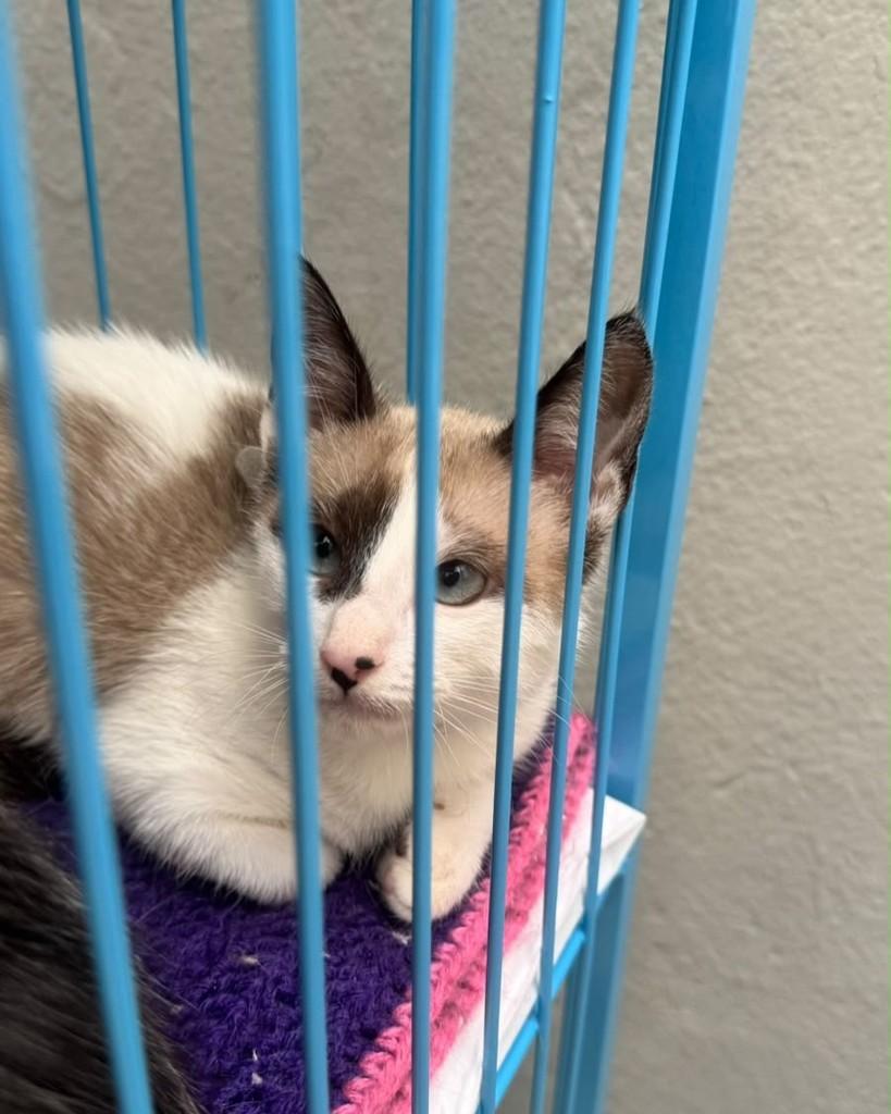 Bueno, gata de porte pequeno para adoção em São Paulo - SP — foto 4 de 13