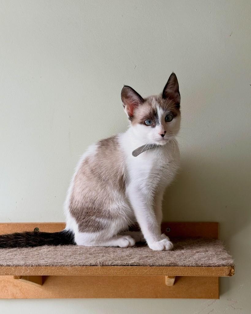 Bueno, gata de porte pequeno para adoção em São Paulo - SP — foto 5 de 13
