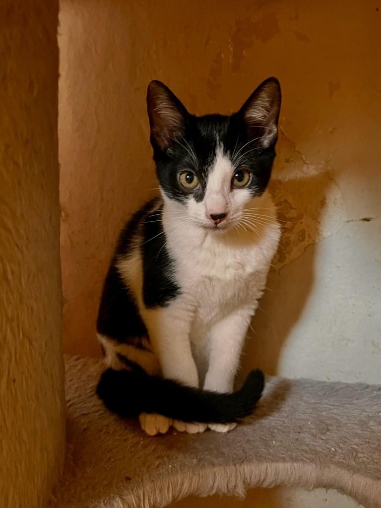 Campo, gata de porte pequeno para adoção em São Paulo - SP