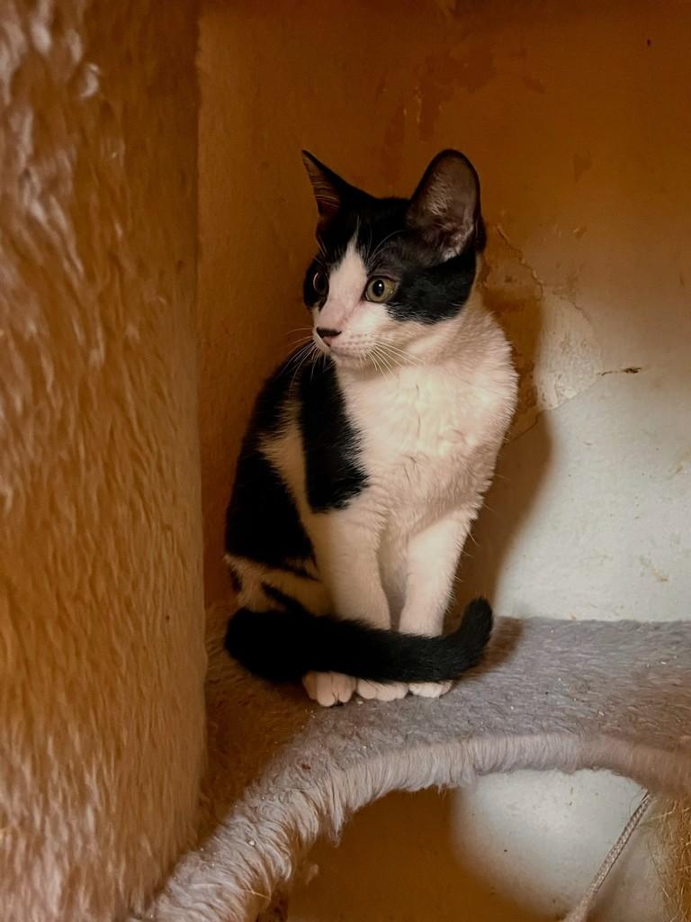 Campo, gata de porte pequeno para adoção em São Paulo - SP — foto 4 de 12