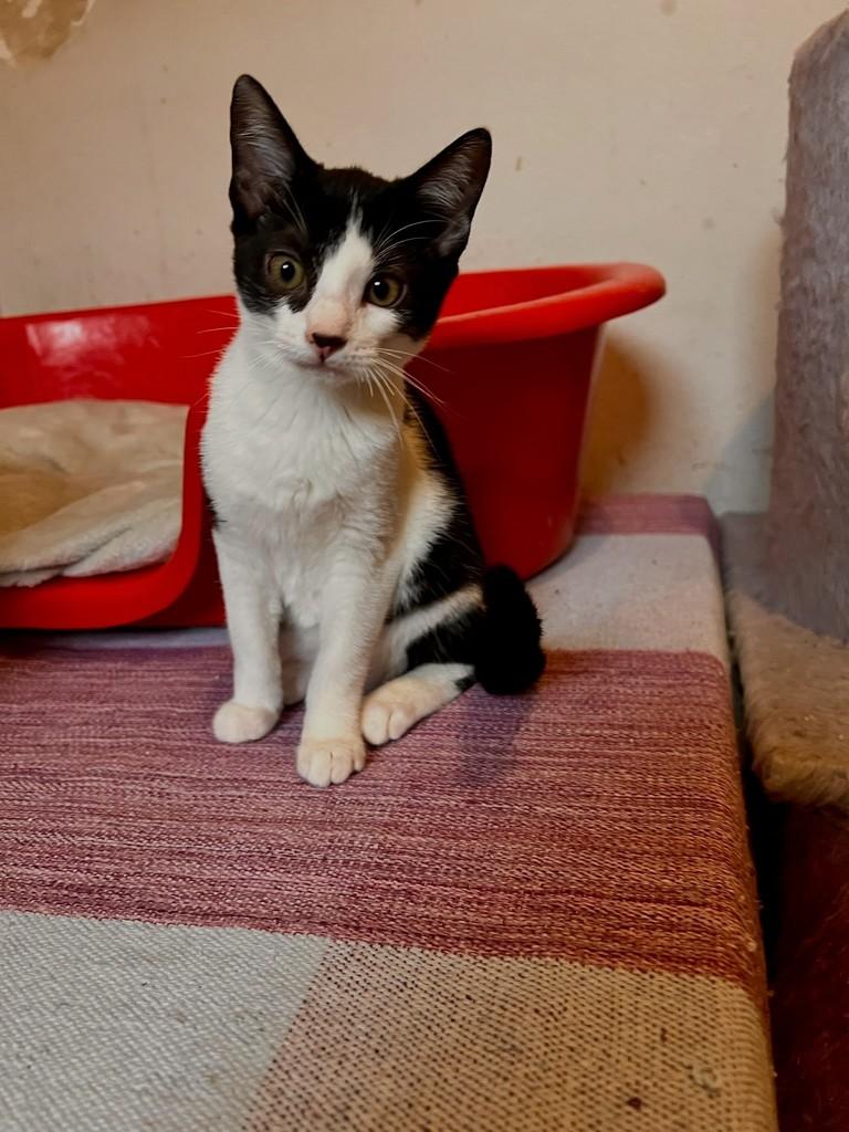 Campo, gata de porte pequeno para adoção em São Paulo - SP — foto 5 de 12