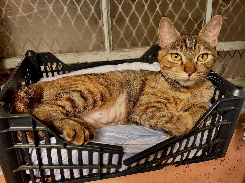 Florência, gata de porte médio para adoção em São Paulo - SP