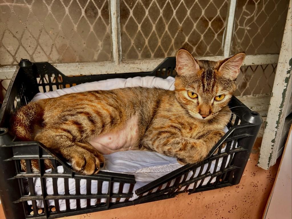 Florência, gata de porte médio para adoção em São Paulo - SP — foto 2 de 13