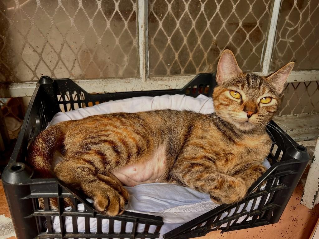 Florência, gata de porte médio para adoção em São Paulo - SP — foto 3 de 13