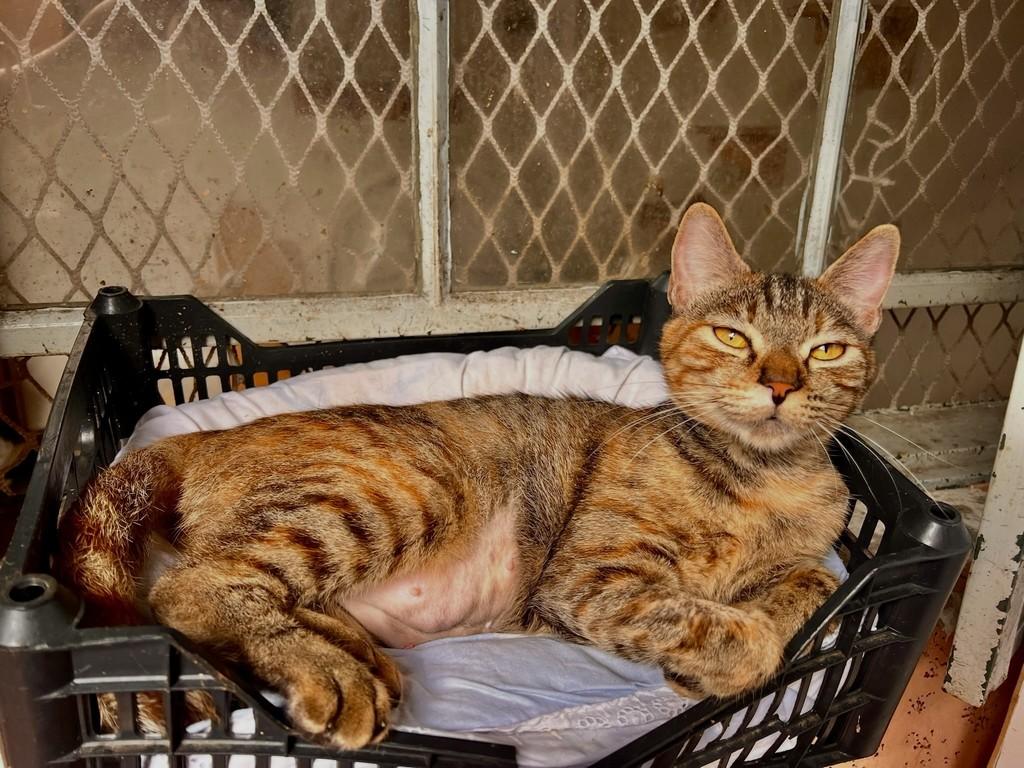 Florência, gata de porte médio para adoção em São Paulo - SP — foto 4 de 13