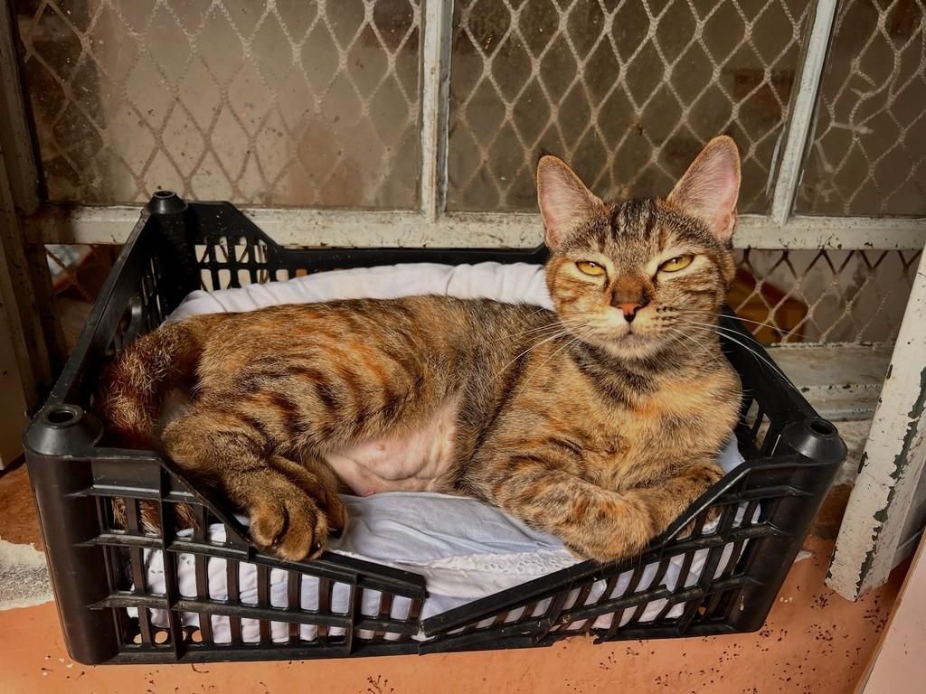 Florência, gata de porte médio para adoção em São Paulo - SP — foto 5 de 13