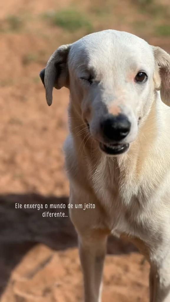 Batatinha, cachorro de porte grande para adoção em Marília - SP