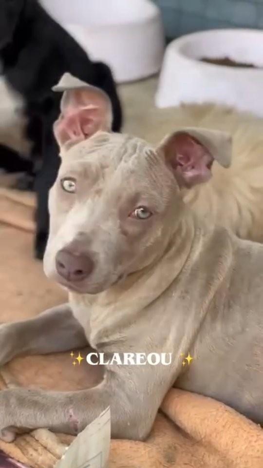 Esmeralda, cachorro de porte médio para adoção em Marília - SP