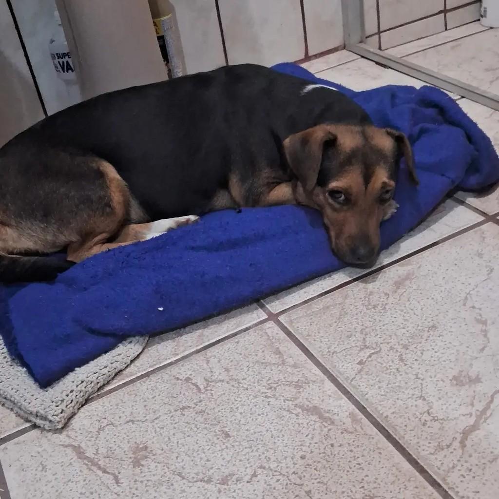 Bella, cachorro de porte médio para adoção em Balneário Barra do Sul - SC