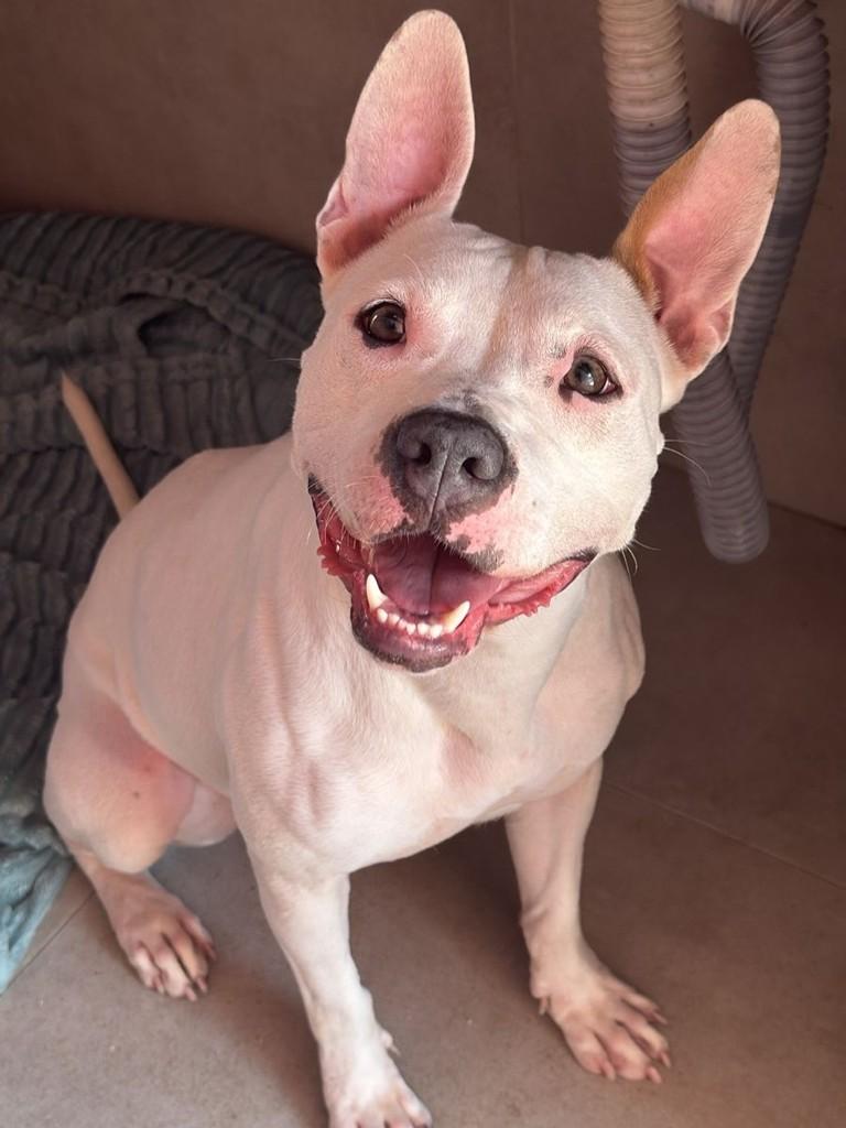 Freya, cachorro de porte médio para adoção em Brusque - SC