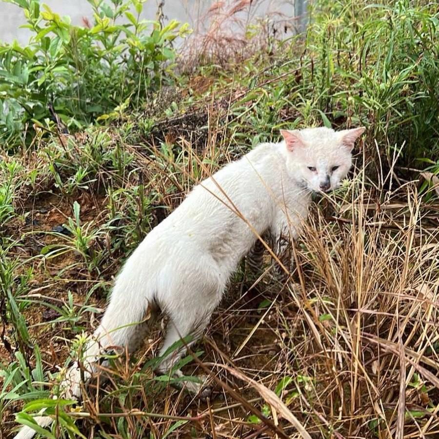 Yuki, gato de porte pequeno para adoção em Brusque - SC