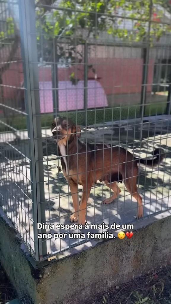 Dina, cachorro de porte pequeno para adoção em Brusque - SC