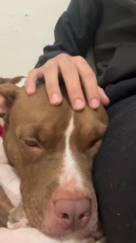 Mavie, cachorro de porte médio para adoção em Brusque - SC