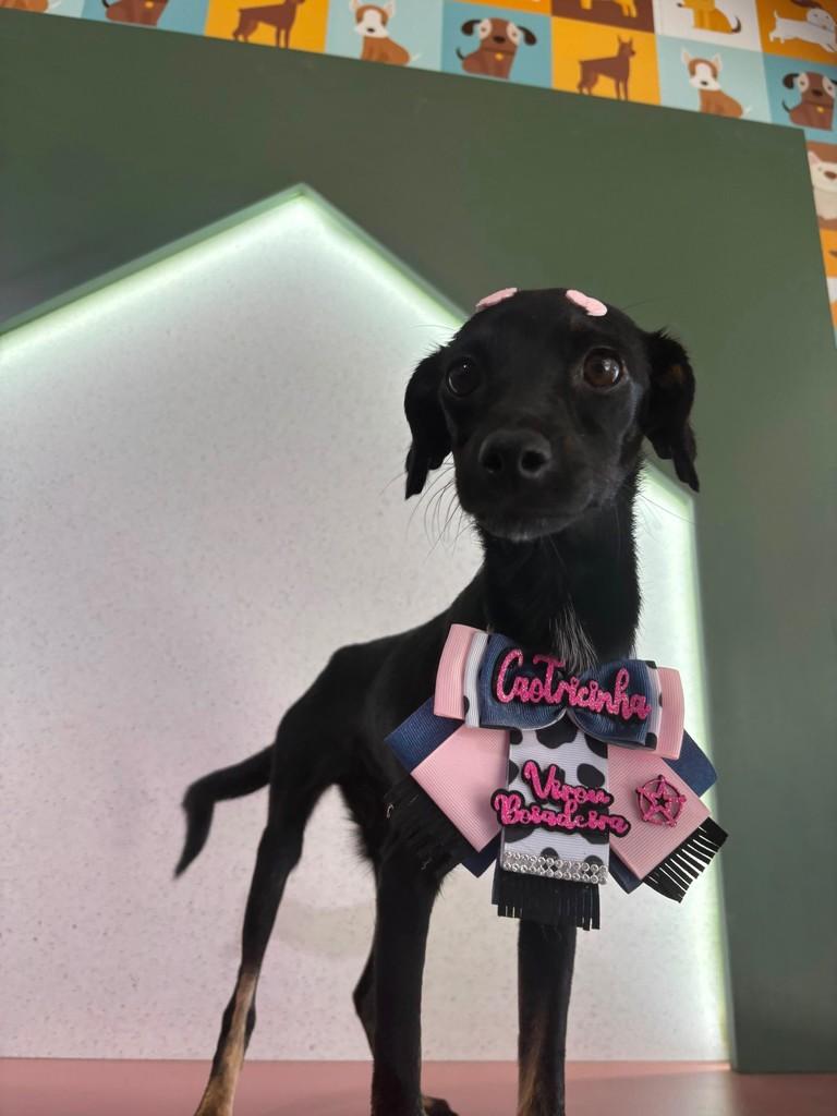 Lizzie, cadela de porte pequeno para adoção em Brusque - SC