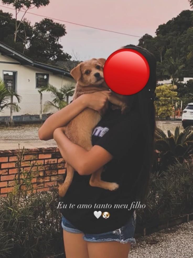 Rincon, cachorro de porte pequeno para adoção em Brusque - SC