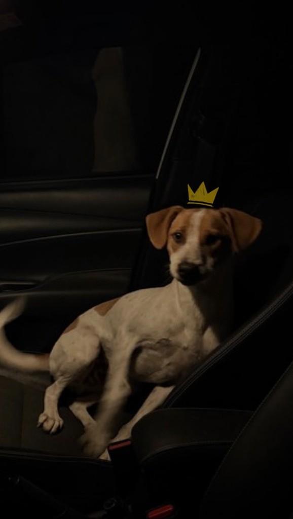 Joaquim, cachorro de porte médio para adoção em Brusque - SC