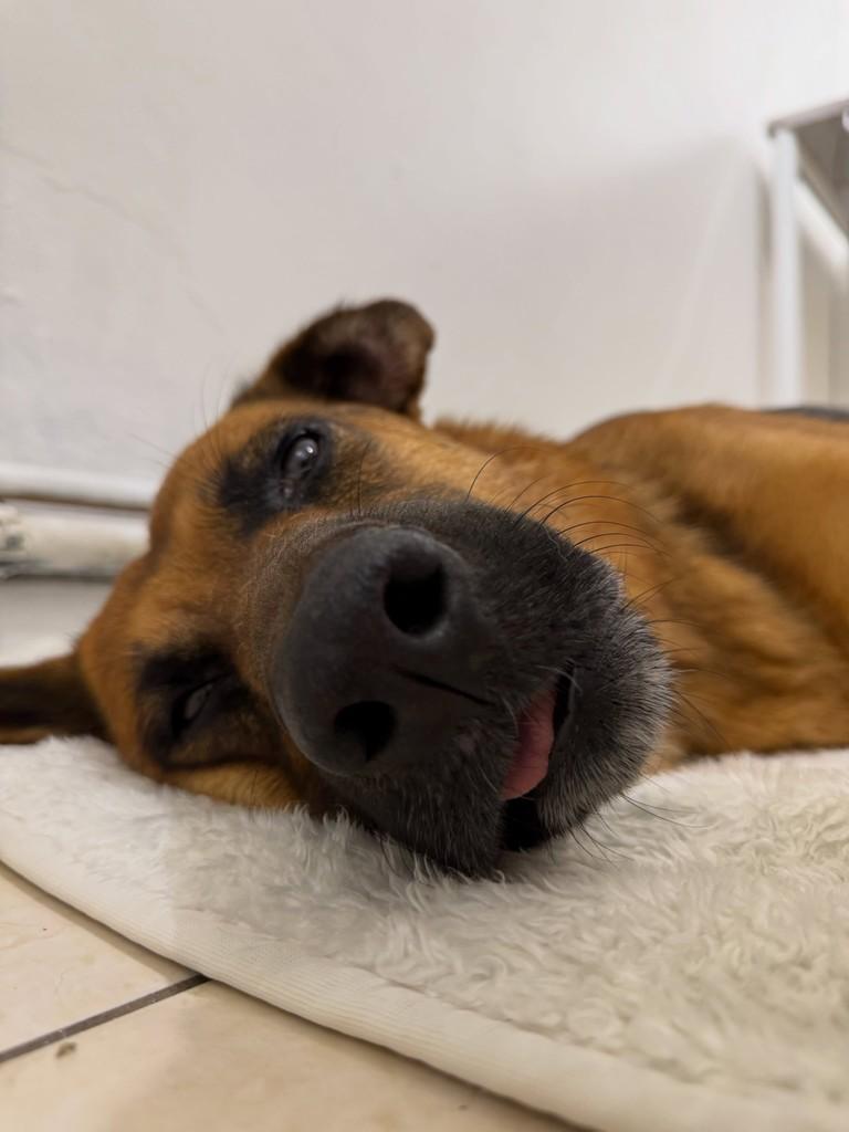 Diana, cachorro de porte médio para adoção em Brusque - SC