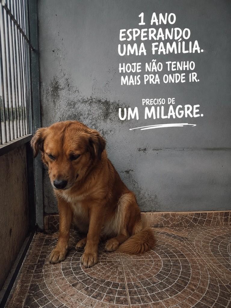 Dom, cachorro de porte médio para adoção em Brusque - SC