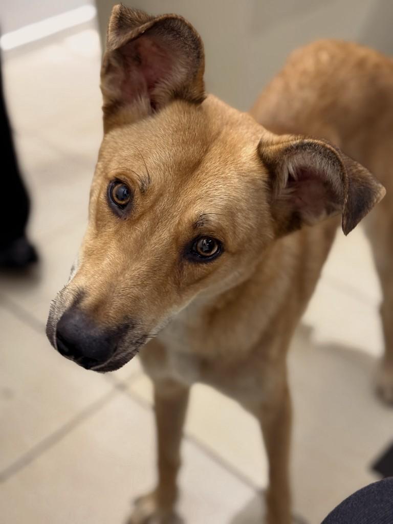 Lobinho, cachorro de porte grande para adoção em Brusque - SC
