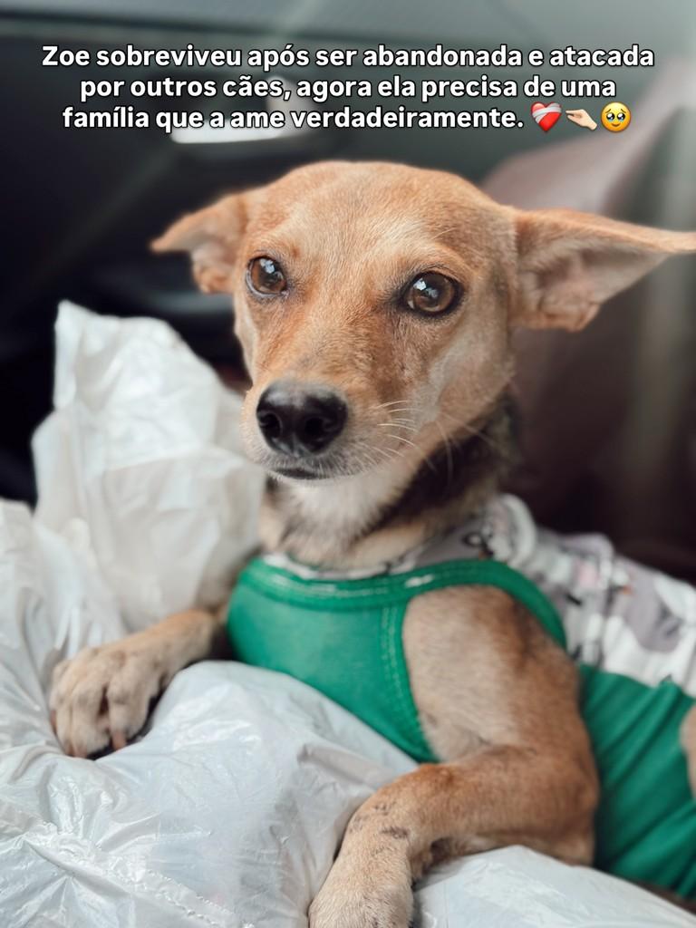 Zoe, cadela de porte pequeno para adoção em Brusque - SC