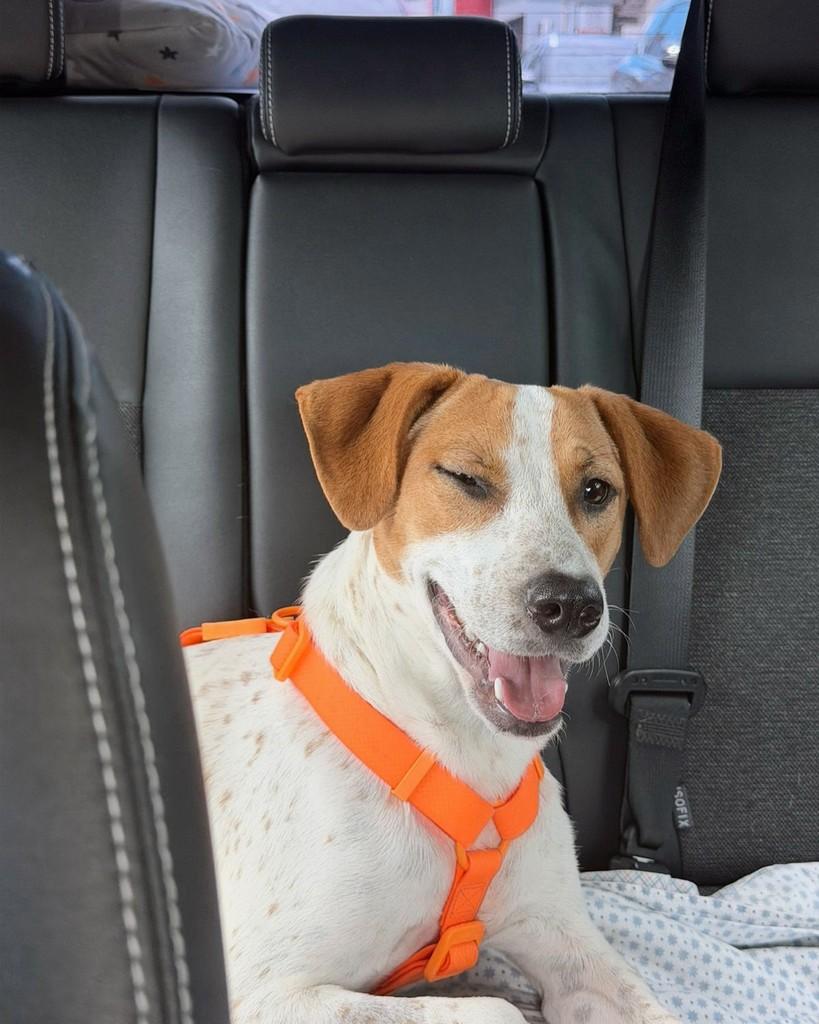 Joca, cachorro de porte médio para adoção em Brusque - SC